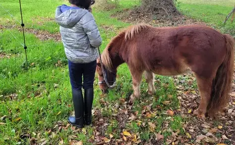 thérapie cheval Dol-de-Bretagne-4