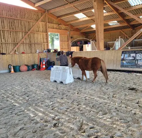 thérapie cheval Dol-de-Bretagne-5