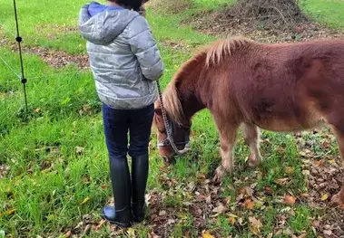 thérapie cheval Fougères-1