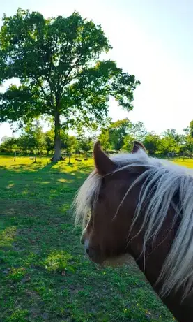 thérapie cheval Fougères-4