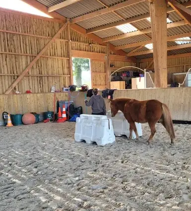 thérapie cheval Fougères-5