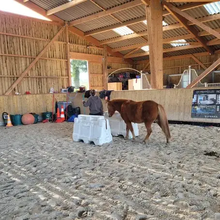 thérapie cheval Ille-et-Vilaine-1