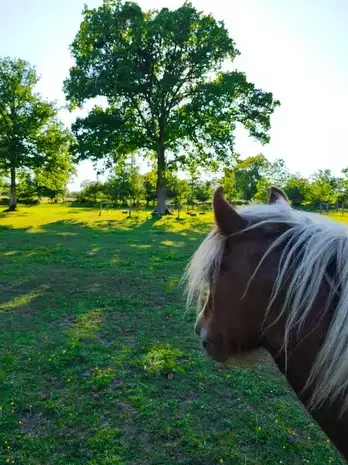 thérapie cheval à Ille-et-Vilaine - image 3