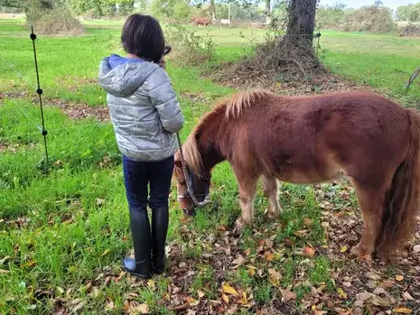 thérapie cheval Ille-et-Vilaine-5