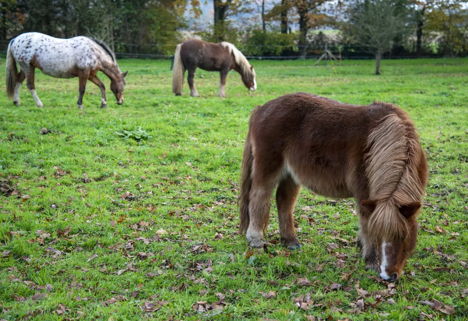 therapie cheval ille et vilaine