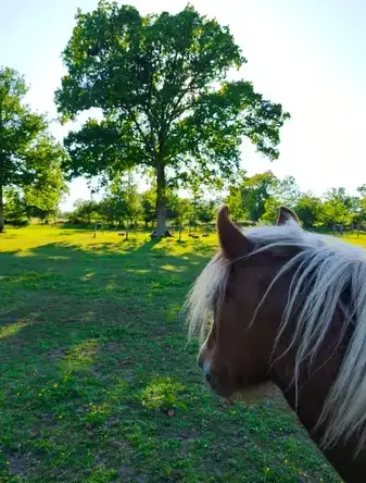 thérapie cheval Maen Roch-1