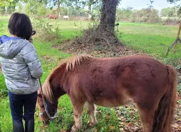 thérapie cheval Maen Roch-2