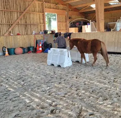 thérapie cheval Maen Roch-4