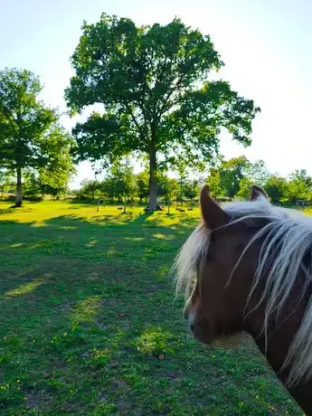 thérapie cheval Normandie-1