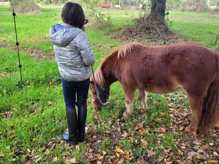 thérapie cheval à Normandie - image 3