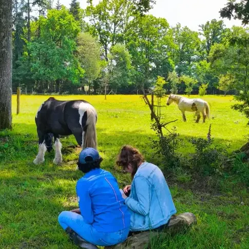 thérapie cheval Normandie-5