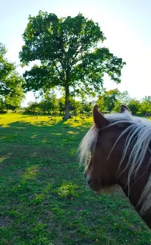 thérapie cheval Rennes-2
