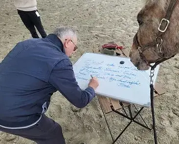 thérapie cheval Rennes-3