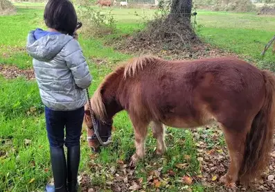 thérapie cheval Rennes-4