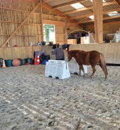 thérapie cheval Rennes-5